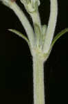 Longleaf buckwheat